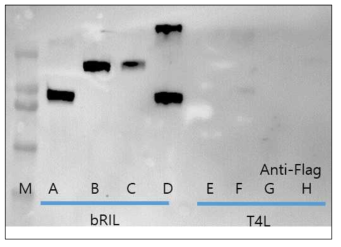 N-terminal fusion protein screening western blot, antibody flag, M : marker ABCD: kshvGPCR bRIL fusion EFGH : kshvGPCR T4L fusion