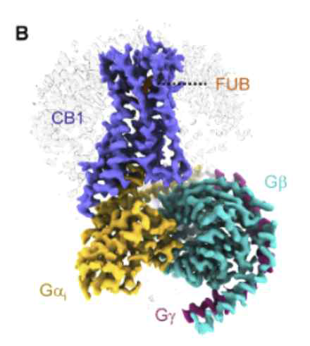 초저온 현미경을 통한 Cannabinoid Receptor 1-GProtein Complex 구조