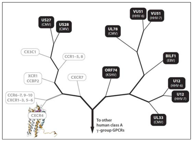 바이러스 유래 GPCR들의 유연관계도
