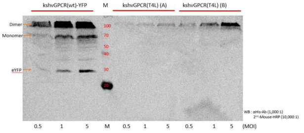 kshvGPCR 야생형, T4L 융합단백질 삽입형 construct MOI test 결과