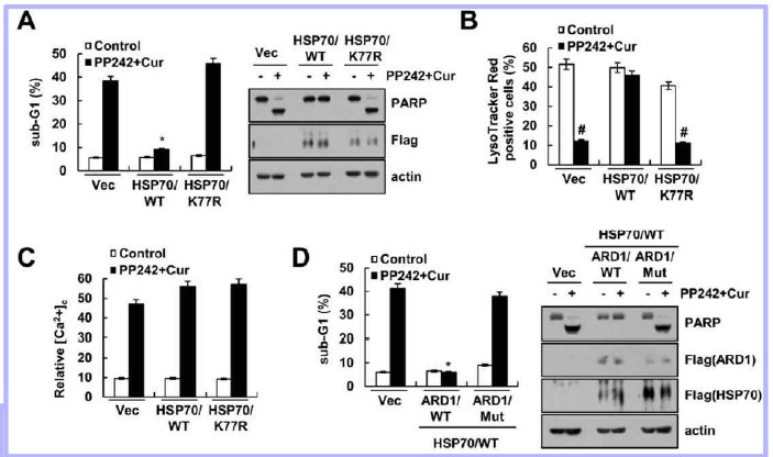 HSP70 acetylation에 의한 LMP 매개 세포사멸 유도 확인