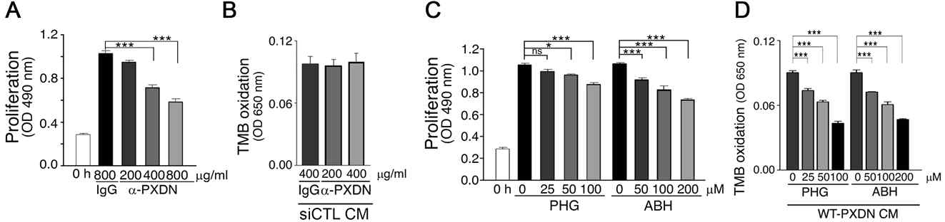 HUVEC에 PXDN의 항체와 peroxidase 저해제를 처리하였을 때 관찰한 세포 성장 (A, C)와 PXDN 과발현 HEK293의 conditioned medium에 항체와 peroxidase 저해제를 처리하였을 때 관찰한 peroxidase activity level 변화(B & D)