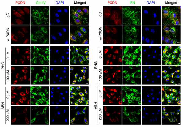 Peroxidase 저해제 및 PXDN 항체를 처리한 HUVEC에서의 ECM assembly