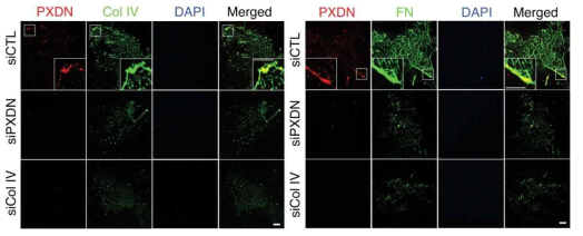 PXDN silencing후 decellularization된 부분에서의 ECM assembly 감소