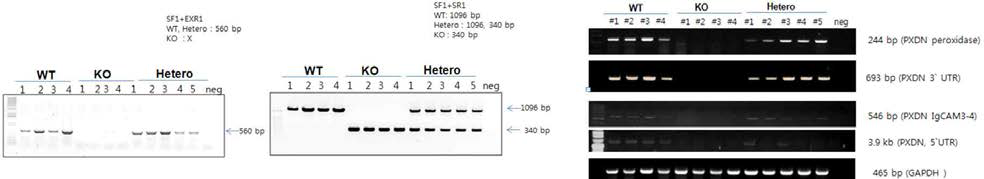 마우스 genotyping