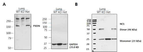 PXDN KO 마우스에서 PXDN 발현 (WB)과 sulfiimine bond 형성 여부 조사