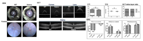 PXDN WT과 Hetero 마우스 시각 표현형 분석