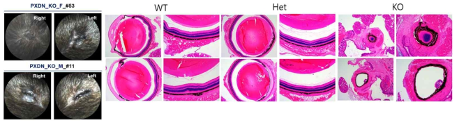 PXDN KO 마우스 외안부(좌)와 PXDN WT, Hetero, KO마우스 안구의 조직 병리적 분석(우, H&E 염색)