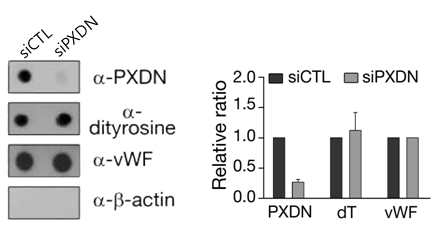 PXDN knockdown에 따른 ECM에서의 dityrosine 비교