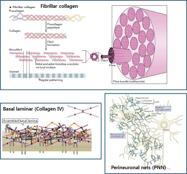 Extracellular matrix assembly