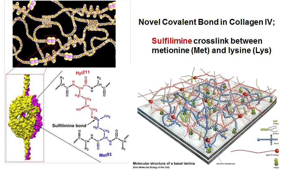 Peroxidasin에 의한 Collagen type IV의 NC1 domain의 sulfilimine cross-link