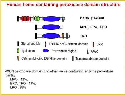 Peroxidasin의 구조