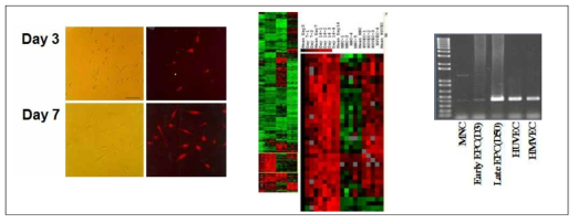 EPC 분화 과정에 따른 gene expression profile 분석