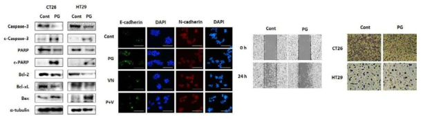 인삼에 의한 대장암 세포의 apoptosis 관련 기전 및 전이능력 억제 효과 확인