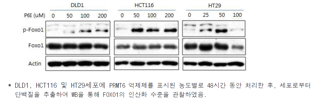 PRMT6 억제제 처리에 의한 Foxo1의 S256 인산화 수준관찰