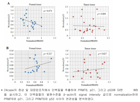 PRMT6 발현수준과 p21 및 p53과의 상관성 분석