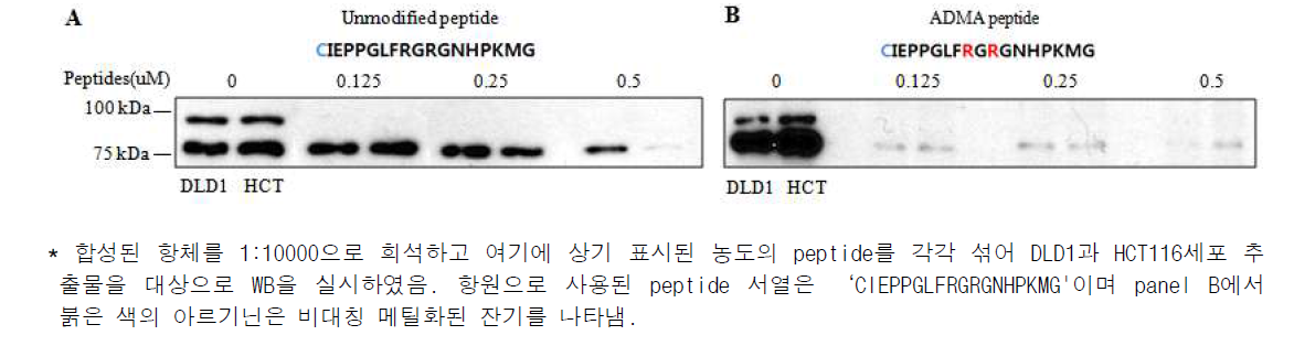 아르기닌 메틸화 항원을 통한 TOP1의 메틸화 반응 유무확인