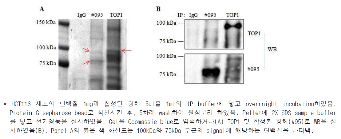 합성된 항체(#95)에 의한 75kDa 단백질의 immunoprecipitation