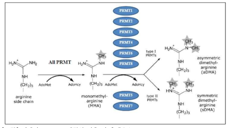 단백질 arginine 메틸화 반응 및 촉매효소 AdoMet: S-adenosyl-L-methionine(PRMT들의 methyl donor) AdoHcy: S-adenosyl-L-homosysteine(세포내 축적될 경우 methylation 반응 억제)