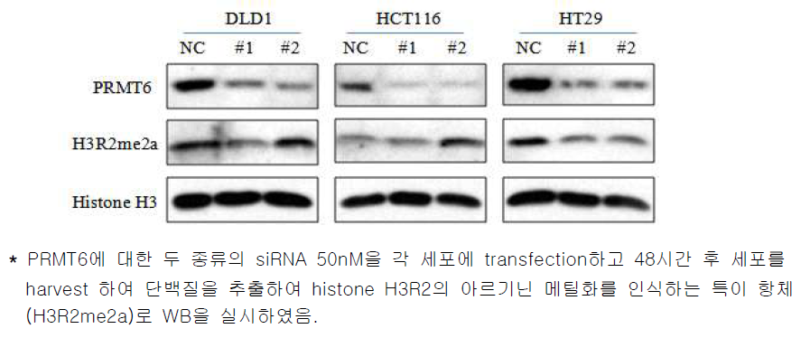 대장암세포에서 PRMT6 억제에 의한 histone H3R2 메틸화 수준의 변화