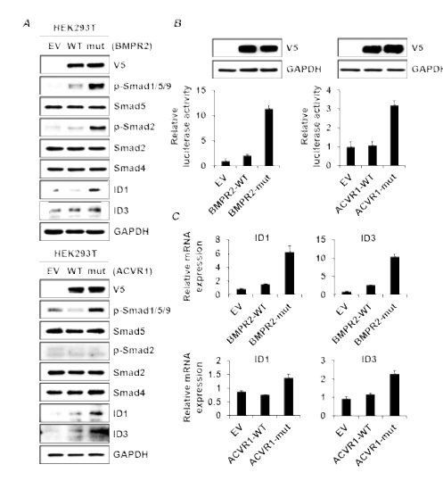 HEK293T 세포주를 이용하여 BMPR2 mutant에 의한 BMP/Smad 발현 변화 확인