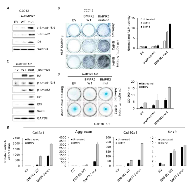 BMPR2 변이에 의해 조절되는 C2C12 및 C3H10T1/2의 골/연골 분화능력 확인