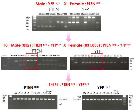 형광표지 PTEN conditional KO mice 생산 전략