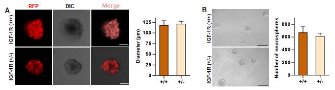 IGF-1R hypomorphic 신경줄기세포 유래 neurosphere 크기 및 갯수