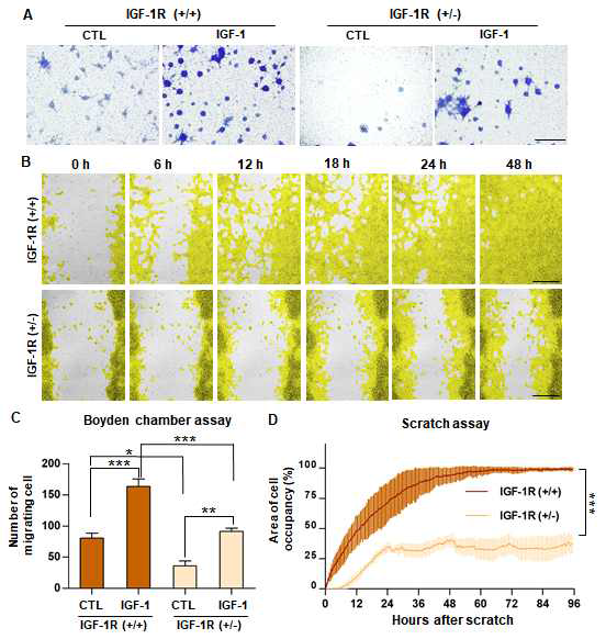 신경줄기세포 전이능력 평가를 위한 Boyden assay (A,C) 및 scratch assay (B,D)