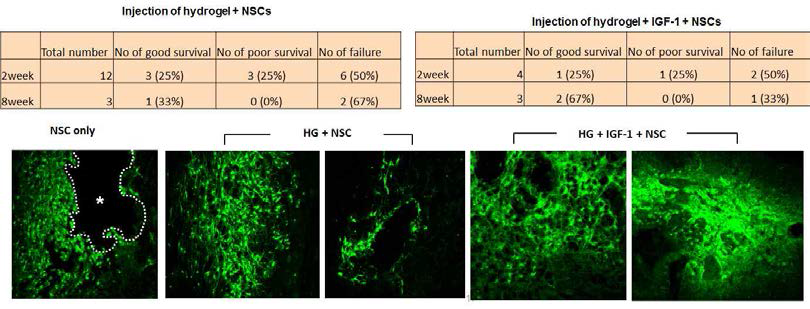 하이드로젤과 IGF-1 혼합주사를 통한 이식 신경줄기세포의 생존 촉진