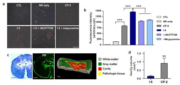 하이드로젤 조직재생 효과에 관여하는 Imidazole 기과 macrophage histamine receptor 상호작용