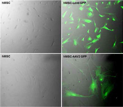 상부: Lenti-GFP를 표지한 인간중간엽줄기세포 (hMSC). 하부: AAV2-GFP를 이용하여 표지한 hMSC