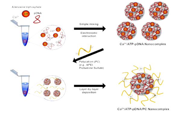 Ca2+/유전자/PC 및 Ca2+/ATP-유전자/PC 나노복합체 제조과정