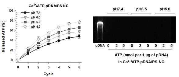 Ca2+/ATP-유전자/PC 나노복합체의 pH에 따른 ATP 방출 및 유전자 보호능력