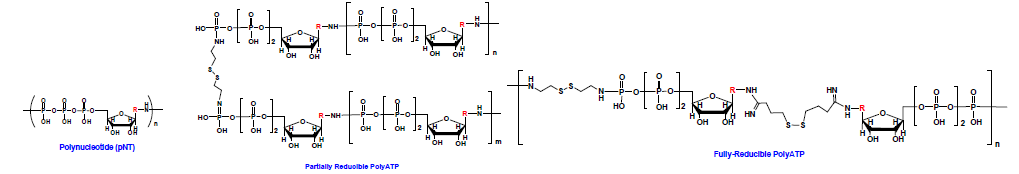 비환원성, 부분환원성, 완전환원분해성 폴리뉴클레오타이드의 화학구조