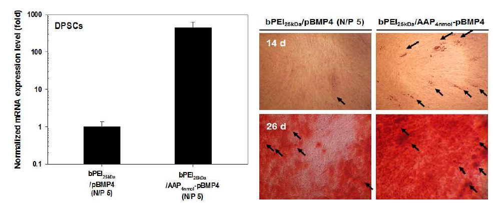 줄기세포(DPSCs)에서 bPEI25kDa/AAP-pBMP4 나노복합체의 mRNA 발현 및 14일/26일 후 칼슘화 정도
