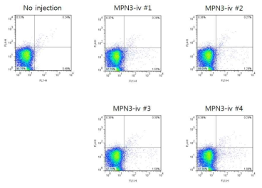 αGT/CMAH-KO B6 마우스의 B-세포에서 주사된 MPN3 세포의 세포내 도입 분석