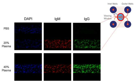 Microfludics를 이용한 이종반응 후 MPN3 세포에 대한 항-IgM 및 항-IgG 결합 분석