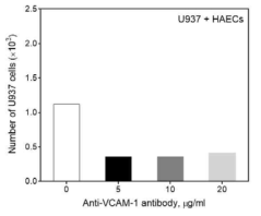항-VCAM-1 항체에 의한 U937 세포의 transmigration 억제 정도 분석