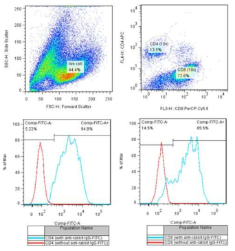 항-코티닌 CAR T-세포 제작 및 발현 효율 분석