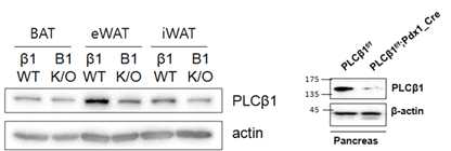 지방, 췌장 특이적인 PLCβ1 결손 마우스 제작