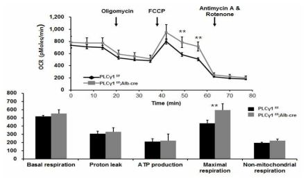 PLCγ1이 결핍 된 마우스 간세포 미토콘드리아 활성 증가