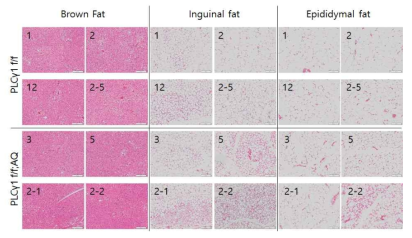 지방 특이적 PLCγ1이 결핍 된 마우스에서 갈색지방화 증가