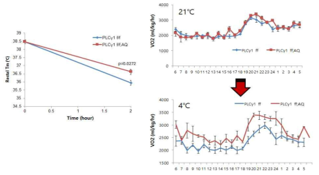 지방 특이적 PLCγ1이 결핍 된 마우스에서 체온 유지 능력 향상