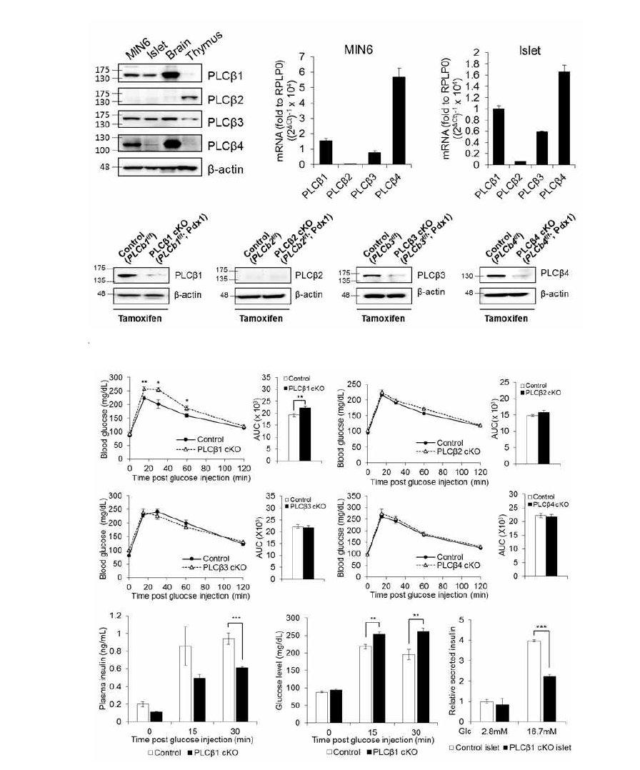 췌장 특이적 PLCβ1이 결핍 된 마우스에서 인슐린 분비 감소