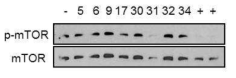 Select 된 candidate를 SK-HEP-1 cell 에 처리하여 mTOR를 inhibition 하는지의 여부를 phospho-mTOR의 antibody를 이용하여 western blot 시행. mTOR inhibition이 없음을 관찰함. (+; rapamycin)