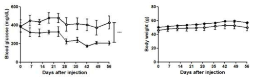 Non-fasting blood glucose level and body weight in ob/ob mice treated with autophagy enhancer small molecule