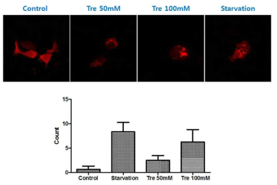 FYVE construct 를 이용한 trehalose 의 autophagic activity 조사. trehalose는 FYVE puncta를 유의하게 증가시킴