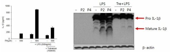 Trehalose의 inflammsome activation에 대한 영향. trehalose 는 palmitic acid + LPS combination에 의한 inflammasome activation 그리고 IL-1beta release를 억제함