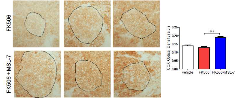 MSL-7 투여에 의해 FK506 후의 COX activity. representative iimage (left) image-J 후 DAB quantitation (right)